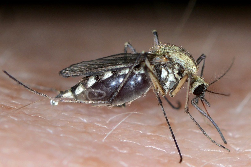 Dlaczego ukąszenie przez komara tak bardzo swędzi?